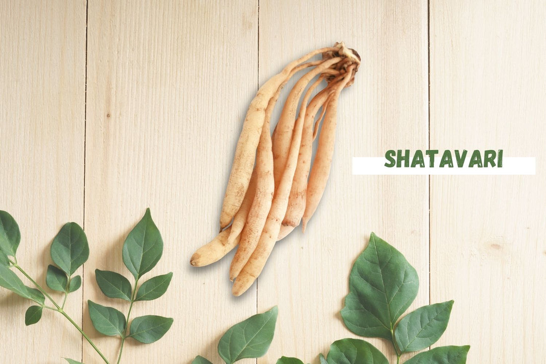 Shatavari - The Queen of Herbs All Women Should Know About